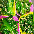 真昼猫's cooksnap of when they made お弁当♡冷凍保存　ほうれん草のごま炒め.