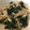 Yokchina's cooksnap of when they made ほうれん草と鶏のおろしポン酢和え.
