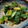 クックモック☆'s cooksnap of when they made 野沢菜しょうゆ漬け.