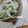 ma*o's cooksnap of when they made じゃこ入り菜飯.