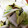 shelly616's cooksnap of when they made 白菜の浅漬け（柚子胡椒）.
