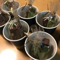 クックIUKWX2☆'s cooksnap of when they made ◆好評★胡桃いっぱい★抹茶ビスコッティ◆.