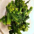 Papasugon's cooksnap of when they made 簡単！菜の花の辛子醤油あえ！.