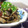 ダイナマイト漆黒's cooksnap of when they made のしごぼうと牛肉の甘辛煮.