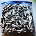 azbjbn's cooksnap of when they made ぶなしめじの冷凍保存の方法.