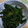 ☆ゆらっこ☆'s cooksnap of when they made 簡単美味しい☆ほうれん草のごまみそ和え♪.
