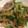 ねみねみ's cooksnap of when they made ☆豚肉・ザーサイ・ネギ炒め☆.