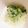 タラまよ's cooksnap of when they made 離乳食・中期・後期■野菜のカツオ節和え.