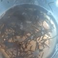 カクヨ's cooksnap of when they made 昆布屋が教える！極上の昆布だしのとり方②.