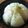 めそ。's cooksnap of when they made 春を食べよ☆丸マル新玉ねぎ.