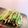 cooking嫌い's cooksnap of when they made しそ大量消費に！しそ巻き覚書！.