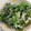 ゆうこりんp's cooksnap of when they made 菜の花の胡麻からしマヨ和え.
