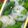 nosso's cooksnap of when they made しそごはん.