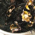 ｱｲﾊﾅ's cooksnap of when they made 殻付き活海胆 ウニ丼.