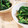 fu♪♪'s cooksnap of when they made ほうれん草の辛しマヨネーズ和え.