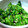 ひまんちゅ's cooksnap of when they made 菜の花の白だし和え☆.