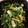 のりこったん's cooksnap of when they made 春菊とちくわのナムル風胡麻和え.