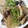 sucre1226's cooksnap of when they made 大根ステーキのきのこソース.