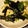 クックM1GIZX☆'s cooksnap of when they made めんつゆで簡単！！鶏わさ.