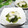 mielle's cooksnap of when they made 野沢菜漬けに、わさびとろろとエゴマ油。.