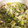 クックIN6P48☆'s cooksnap of when they made 白菜と油揚げとじゃこの煮びたし.