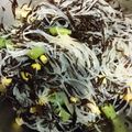 fuwamog's cooksnap of when they made ひじきとコーンの春雨サラダ.