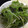 クック59ZLK3☆'s cooksnap of when they made とまらない★水菜の和風サラダ.