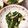 ホッカホカ's cooksnap of when they made ほうれん草と鶏ハムのごま酢和え.
