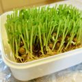 アイリッシュショコラ's cooksnap of when they made 古くなったお弁当箱で豆苗栽培.