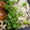HIRO5E☆'s cooksnap of when they made 塩昆布と枝豆の混ぜごはん.