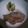 aikaji's cooksnap of when they made ポークソテー柚子胡椒レモンバターソース.