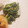 eiyoushi's cooksnap of when they made 菜の花のごまマヨネーズ和え.
