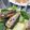 おはな✻'s cooksnap of when they made 簡単☆鰯のソテーサラダ.