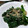 ユーロン's cooksnap of when they made 冬の楽しみ♪ちぢみほうれん草の胡麻和え.
