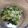 亜久里's cooksnap of when they made ブロッコリーのごまマヨ和え.