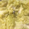ちゃぎー's cooksnap of when they made 簡単☆キャベツ焼売★蒸籠もレンジも6分.