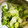 スノーディッシュ's cooksnap of when they made 即席☆簡単白菜の浅漬け.