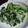 はやっち's cooksnap of when they made 電子レンジでコマツナのツナマヨ.