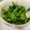 ………'s cooksnap of when they made ぱっ！簡単！春菊のサラダ.