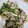 ちゅんりく's cooksnap of when they made 鱈と白菜とえのき和風あんかけ♪.