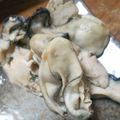 しょりゅ's cooksnap of when they made レンジで簡単　蒸しかき(むき身牡蠣).