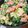 はるかのはは's cooksnap of when they made じゃがいも人参ほうれん草のごまみそ和え.