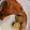 akiyuママ's cooksnap of when they made ぶりかまの塩焼き.