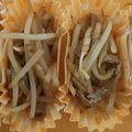クックWZ7H5K☆'s cooksnap of when they made お弁当にも！モヤシと薄揚げのサッパリ和え.