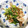 りんちゃん220's cooksnap of when they made 簡単！生姜たっぷり小松菜豚肉炒め.