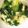 mimiccoo's cooksnap of when they made 豆腐と三つ葉のスープ.