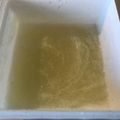 Yokchina's cooksnap of when they made 淡雪みたいなレモンシャーベット・グラニテ.