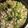 よーはるまー's cooksnap of when they made 簡単！ムネ肉とブロッコリーのクリーム煮.
