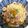 fukudoru's cooksnap of when they made 簡単！関西風、豚肉とちくわのおうどん.