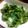 meikun0126's cooksnap of when they made 野沢菜漬け♪塩漬けVer．.